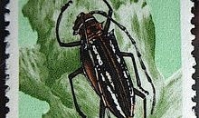 了解《邮票上的昆虫世界》