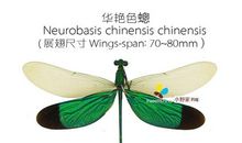 有趣的蜻蜓标本