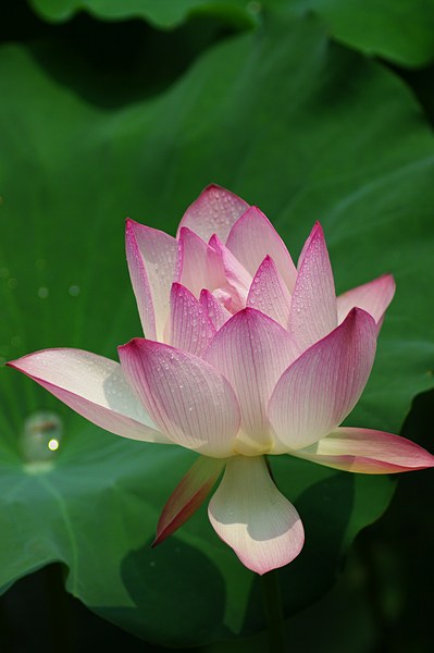 感受荷花