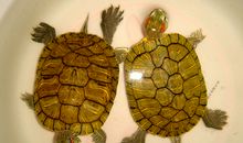 我与小龟的趣事