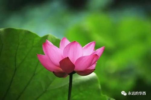 难忘的一瞥