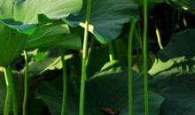 靓丽的“风景”