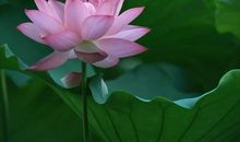 我心目中的仙桃