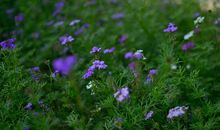 我爱生机勃勃的春天