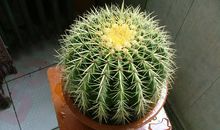 仙人球给我的启示