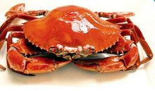 一只螃蟹的自述