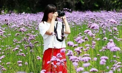 我们青春的花朵