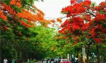 街角处的凤凰花