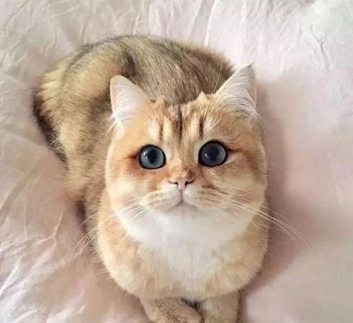 我最喜欢的小猫