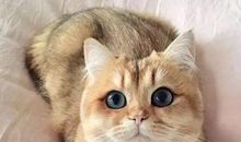 我最喜爱的小猫