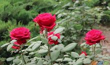 写月季花的作文