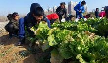 不一样的劳动体验