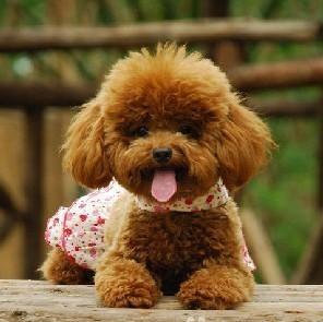 我要养一只爱犬
