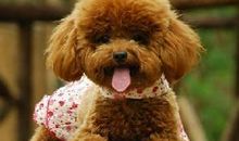 我想养一只宠物狗