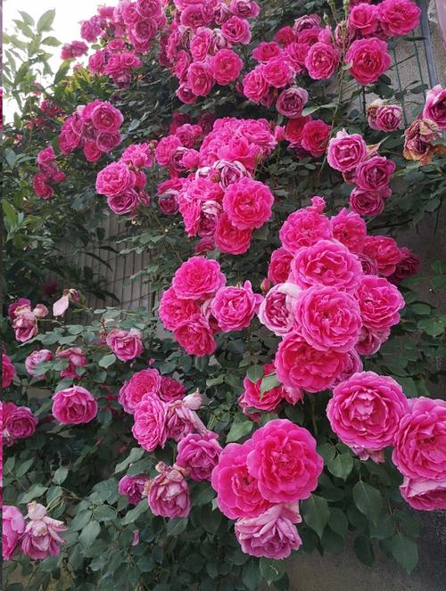 花的叙事