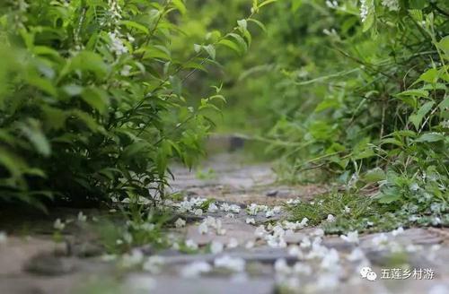 槐花