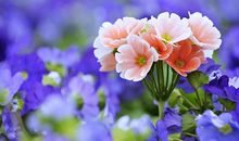 盛开的蓝色小野花