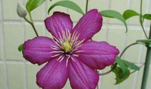 我眼中的月季花