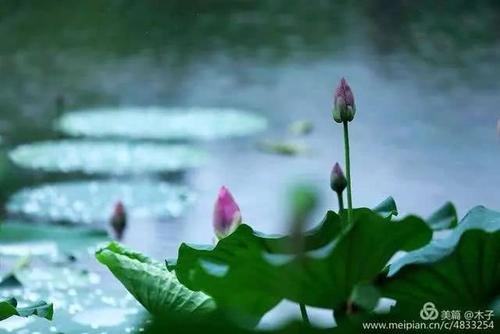 听夏雨