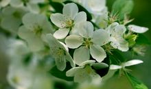 我爱家乡苹果花