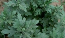 菊花给我的启示