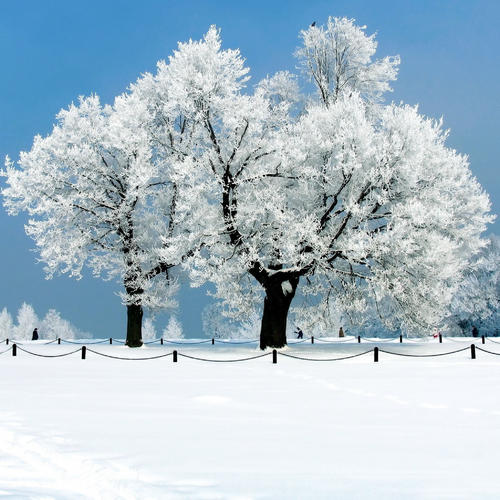 爷爷冬天的雪
