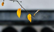 有这样一抹色彩