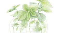 我最欣赏的薄荷