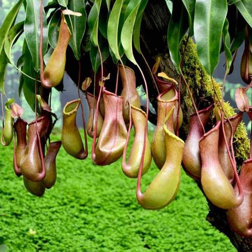 麻草