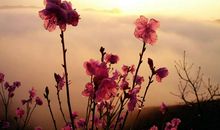 杜鹃花给我的启示