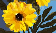 给菊花的一封信