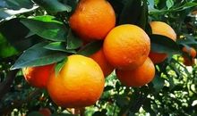 家乡的柑橘