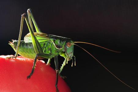 特种蚱hopper