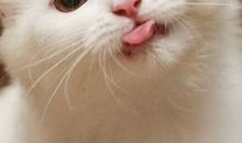 我的猫咪是精灵