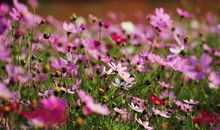 幸福就是能一睹你的风采