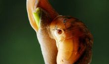 蜗牛带给我的启示