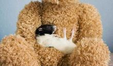 我喜欢的玩具熊