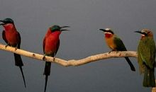 假如我变成了翠鸟