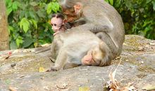 像猴子一样的爸爸