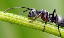 蚂蚁团结力量大