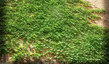 感动我的爬山虎