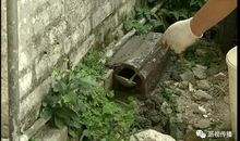 我家的灭鼠行动