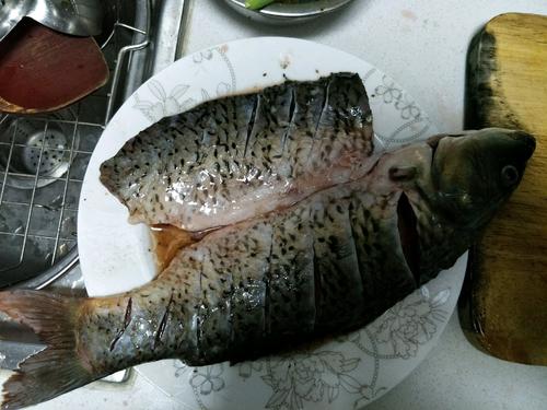 鲤鱼的斥责