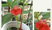 永远的凤仙花儿