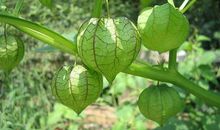 我爱故乡的灯笼果