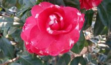 那朵盛开的山茶花