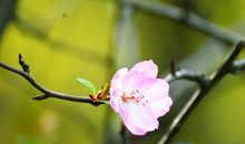 我心里有个春天