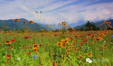 那片花，那些人儿