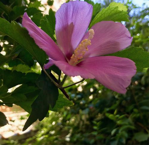 兰花芙蓉花