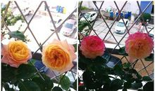 美丽多彩的四季